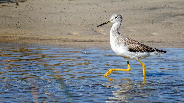 YellowLegs