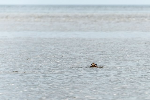 Loggerhead-Turtle-near-Bulls-Island