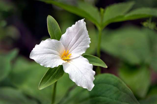 Trillium-2