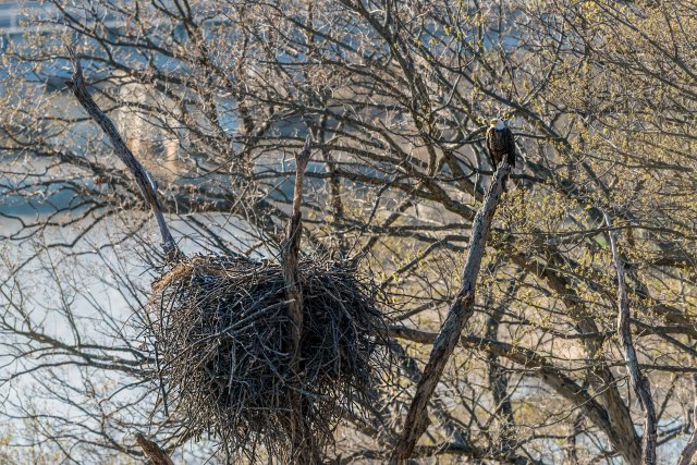 Eagle-on-Nest-with-Eaglet-2