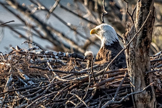 Eagle-on-Nest-with-Eaglet