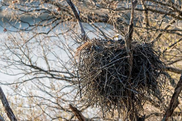 Eagle-on-Nest