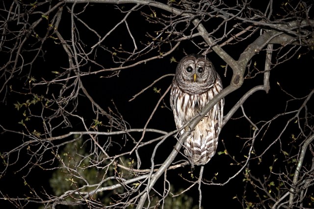 Barred-Owl