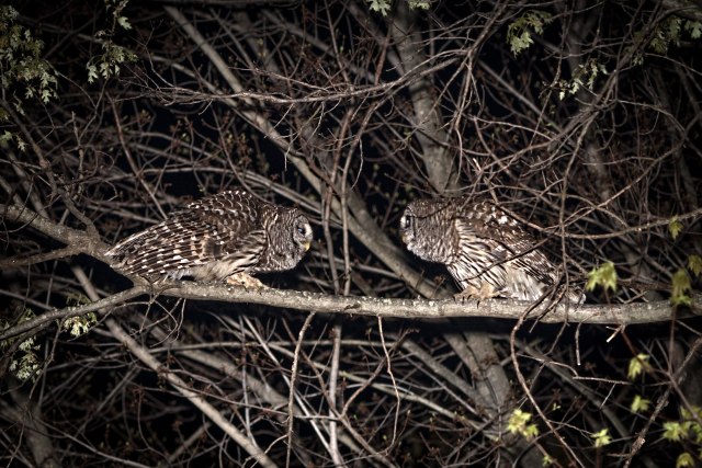 Barred Owls