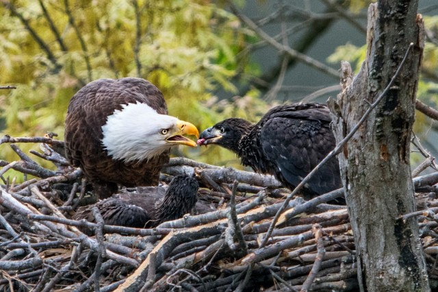 Eagle-Feeding-Eaglet