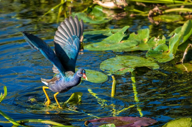 Purple Gallinule Wings